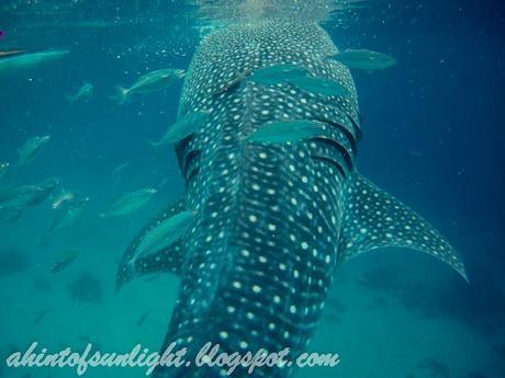 Swimming with the Whale Sharks of Oslob, Cebu