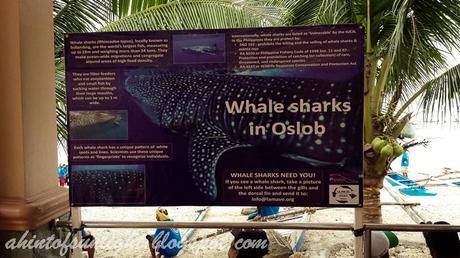 Swimming with the Whale Sharks of Oslob, Cebu