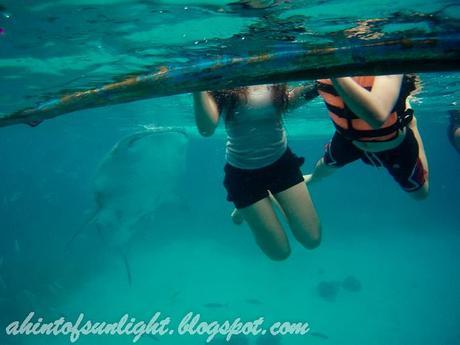 Swimming with the Whale Sharks of Oslob, Cebu