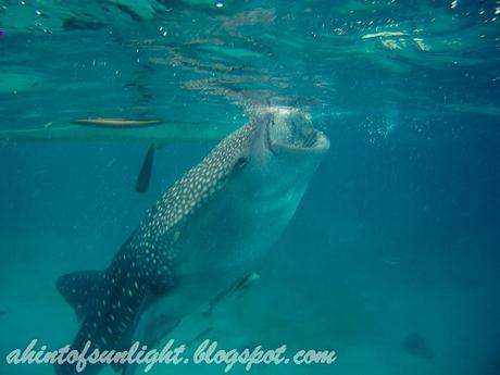 Swimming with the Whale Sharks of Oslob, Cebu