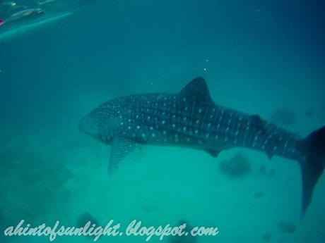 Swimming with the Whale Sharks of Oslob, Cebu