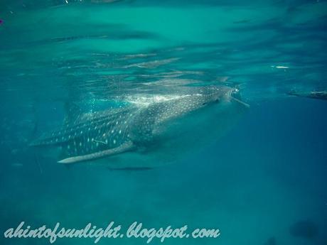 Swimming with the Whale Sharks of Oslob, Cebu