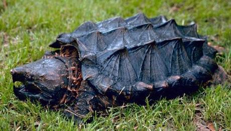 Top 10 Rare and Unusual Turtles and Tortoises