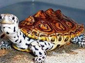 Rare Unusual Turtles Tortoises