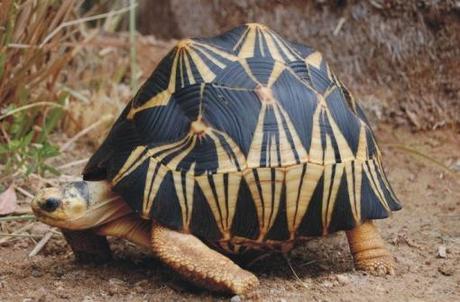Top 10 Rare and Unusual Turtles and Tortoises