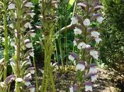 Good Solution Mildewy Acanthus