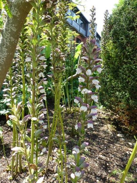 acanthus with leaves removed