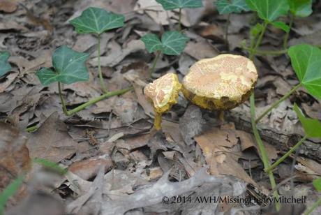 omelette mushrooms