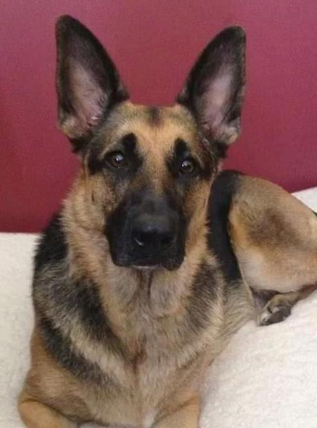 National Guard's dog suspected stolen and still missing in Maryland