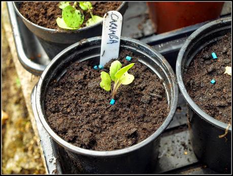 A rant about poor compost