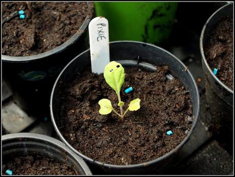 A rant about poor compost