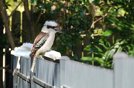 Kookaburra on Our Fence