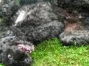 Lexicon Scrabble Morphing