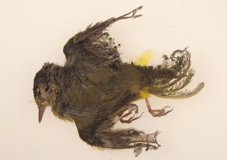 This October 2013 photo provided by the U.S. Fish and Wildlife Service shows a burned MacGillivray’s Warbler that was found at the Ivanpah solar plant in the California Mojave Desert. (U.S. Fish and Wildlife Service/Associated Press)