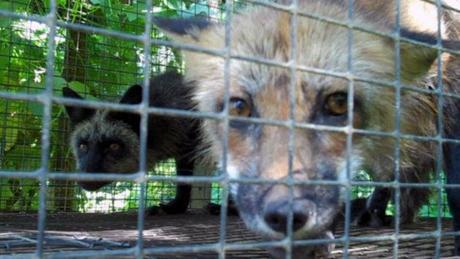 CBC.ca Videos - SPCA says Quebec government not doing enough to protect foxes and mink kept in inhumane conditions at fur farm south of Montreal
