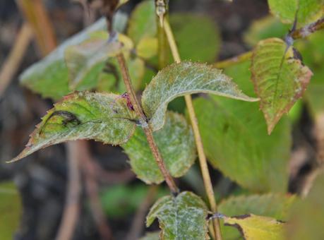 Transplanting my excess Monarda (Bee Balm)