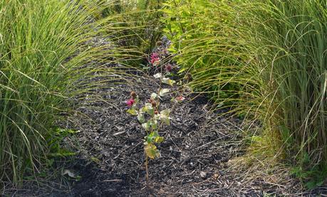 Transplanting my excess Monarda (Bee Balm)