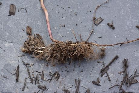 Transplanting my excess Monarda (Bee Balm)