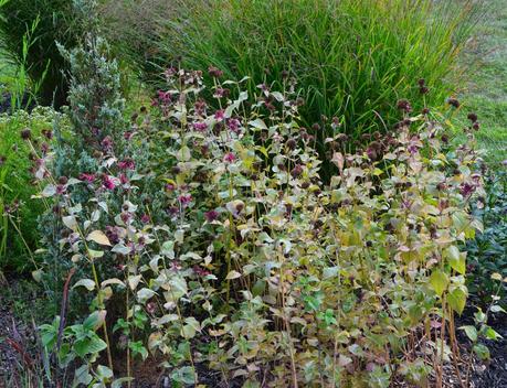 Transplanting my excess Monarda (Bee Balm)