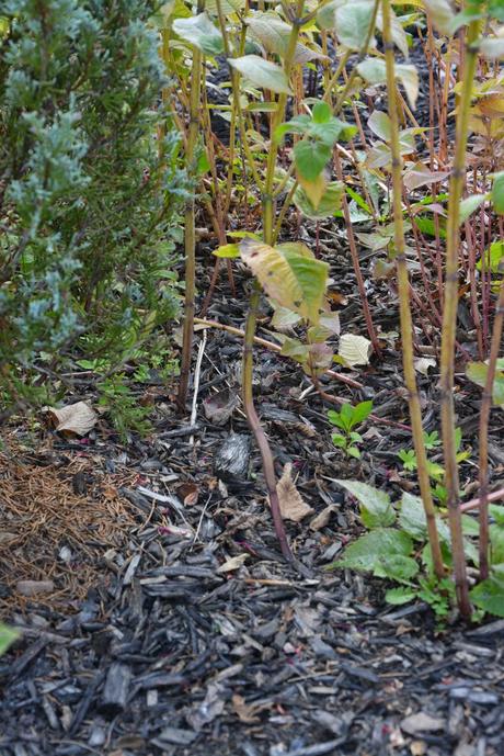 Transplanting my excess Monarda (Bee Balm)