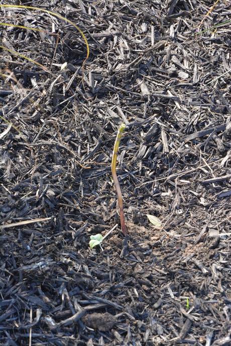 Transplanting my excess Monarda (Bee Balm)