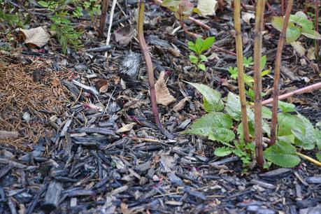 Transplanting my excess Monarda (Bee Balm)