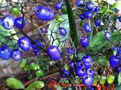 Dianella (very) Caerulea