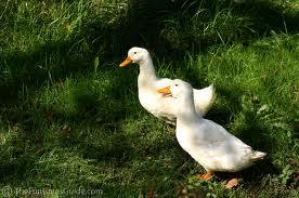 Two Ducks (Angkus and Angma)