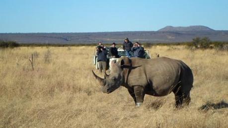 How Wearable Technology Is Helping Save Rhinos from Poachers