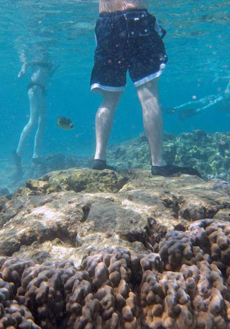 standing-on-coral