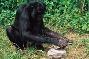 bonobo-460x307