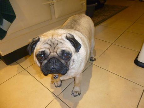 Suky the Pug .... and the Molehills