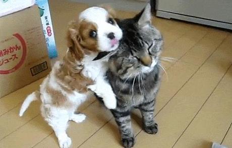 puppy loves cat
