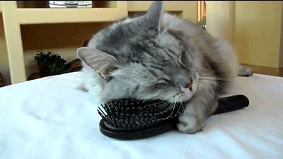 cat combs self