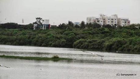 Pelicans spotted at Adyar creek