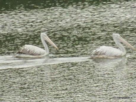 Pelicans spotted at Adyar creek