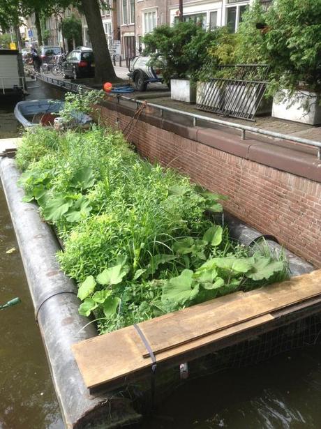 Amsterdam-Floating-Vegetable-Garden