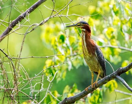 Green-Heron-at-Huntley-Meadows-wLogo