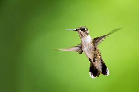 Female-Ruby-throated-Hummingbird