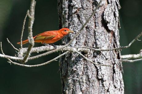 Male-Summer-Tanager-2
