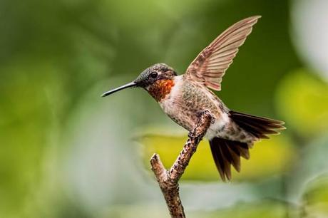 Male-Ruby-throated-Hummingbird