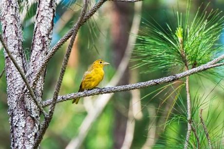 Female-Summer-Tanager