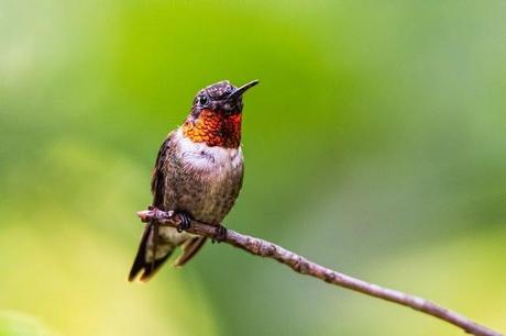 Ruby-throated-Hummingbird-3