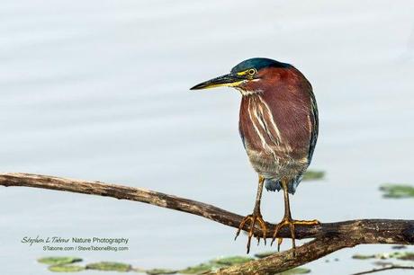 Green-Heron-wLogo