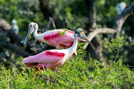 Pair-of-Rosate-Spoonbills