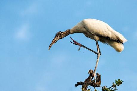 Wood-Stork