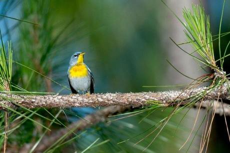 Northern-Parula