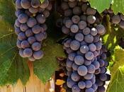 California Wine Month Begins This Weekend! Part Northern