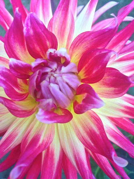 Into the Garden: Dahlias