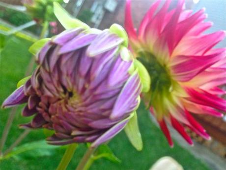 Into the Garden: Dahlias